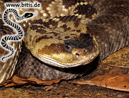 Schwarzschwanz Klapperschlange
