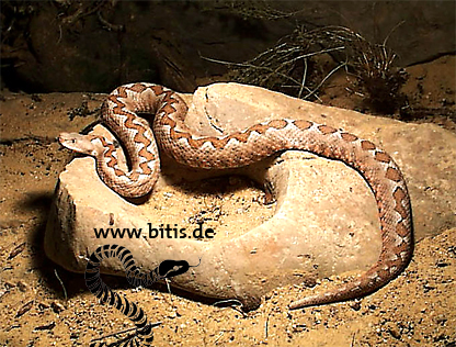 Vipera ammodytes meridionalis - Europäische Hornotter