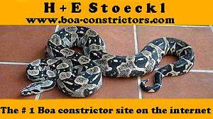 http://www.boa-constrictors.com