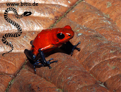 Erdbeer Pfeilgiftfrosch - Dendrobates pumilio