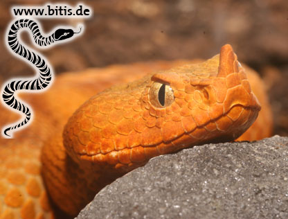 Vipera ammodytes