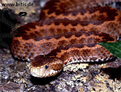 Vipera kaznakovi