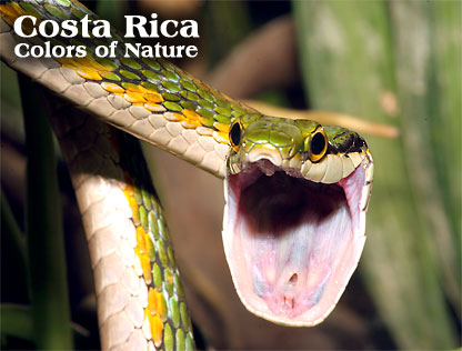 COSTA RICA - Colors of Nature