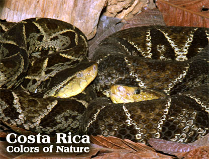 COSTA RICA - Colors of Nature