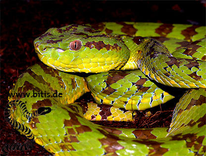 Parias Trimerusurus flavomaculatus - Pit Viper